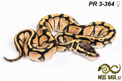 hadi na prodej, mládě, český chov hadů, odchov hadů, mojihadi.cz, Python regius, ballpython, krajta královská, Pastel, het Orange Ghost